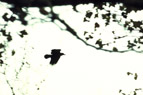 crow-flying-sm.jpg (13919 bytes)