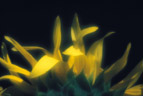 sun-flower-sm.jpg (11710 bytes)