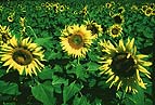 Sunflowers (67K)