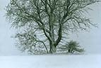 Winter Trees (53K)