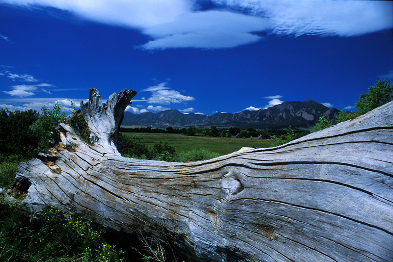 Tree trunk  Flats work 2